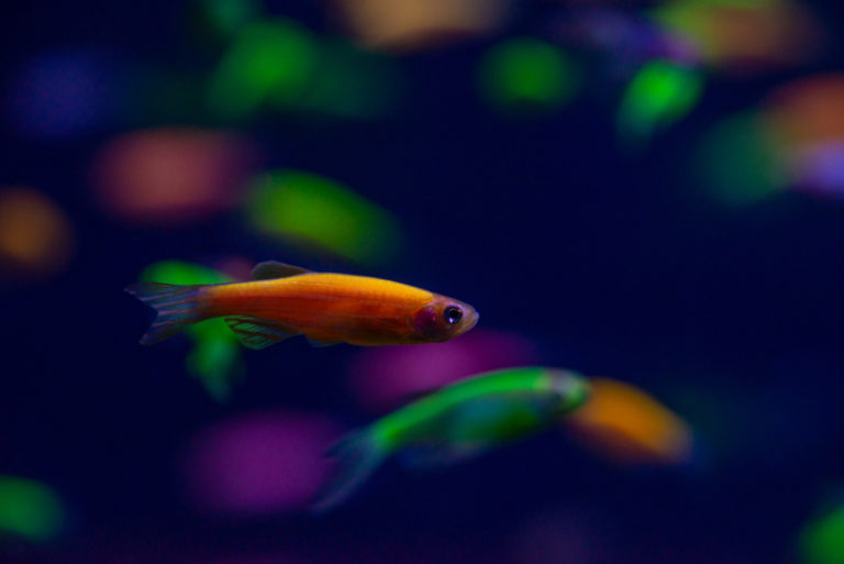 6 Awesome Types of GloFish (Species Guide) Build Your Aquarium