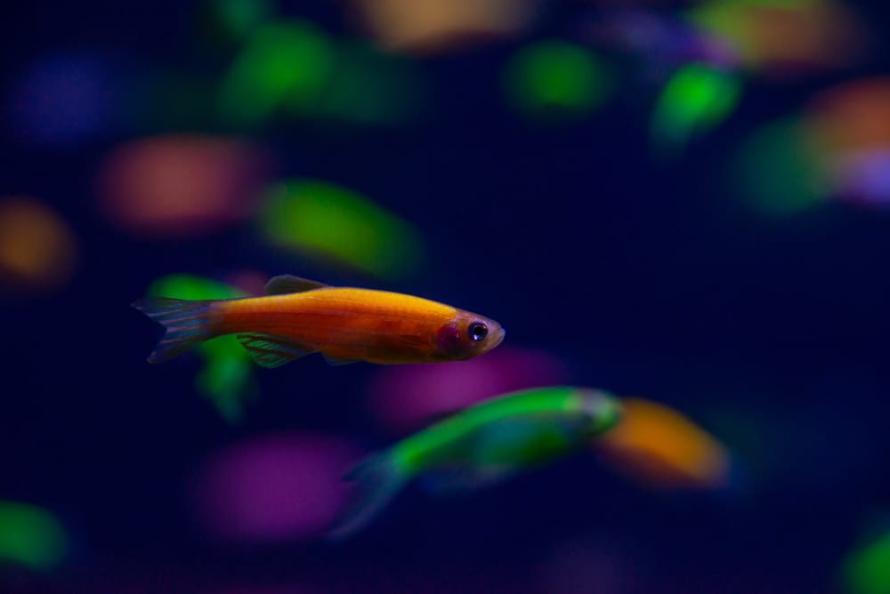 glofish danio