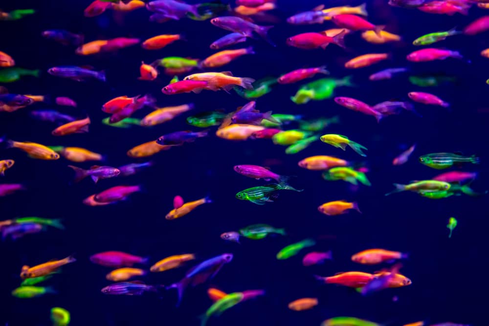 types of glofish species