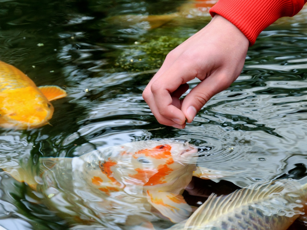 Feeding koi carp