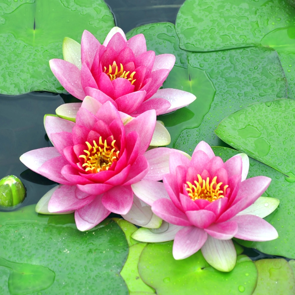 Pink water lilies in koi pond