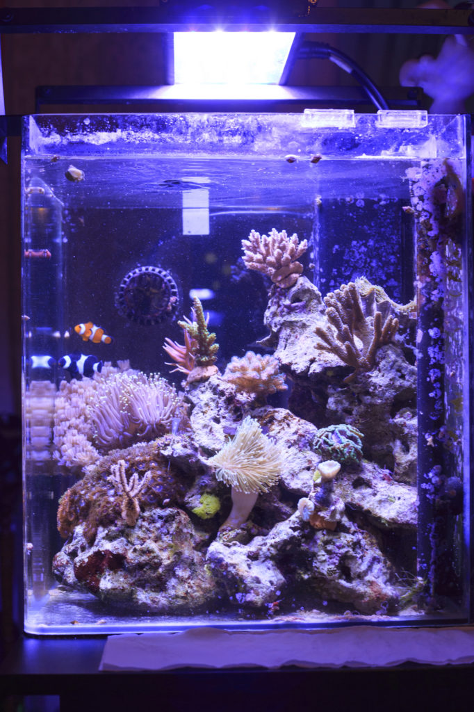 Nano Saltwater Aquarium