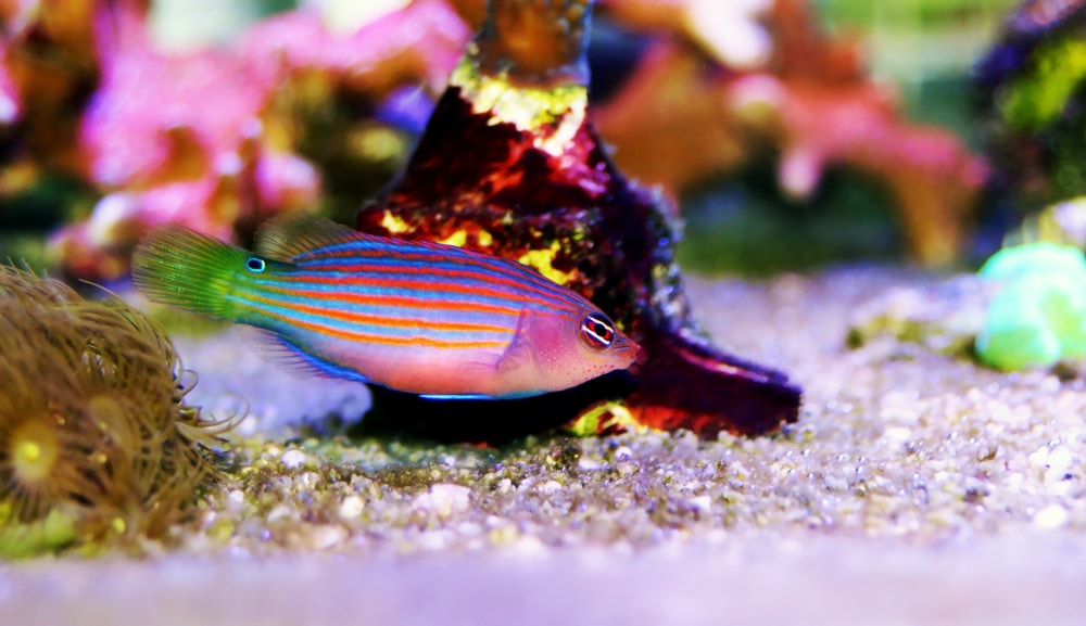 six line wrasse