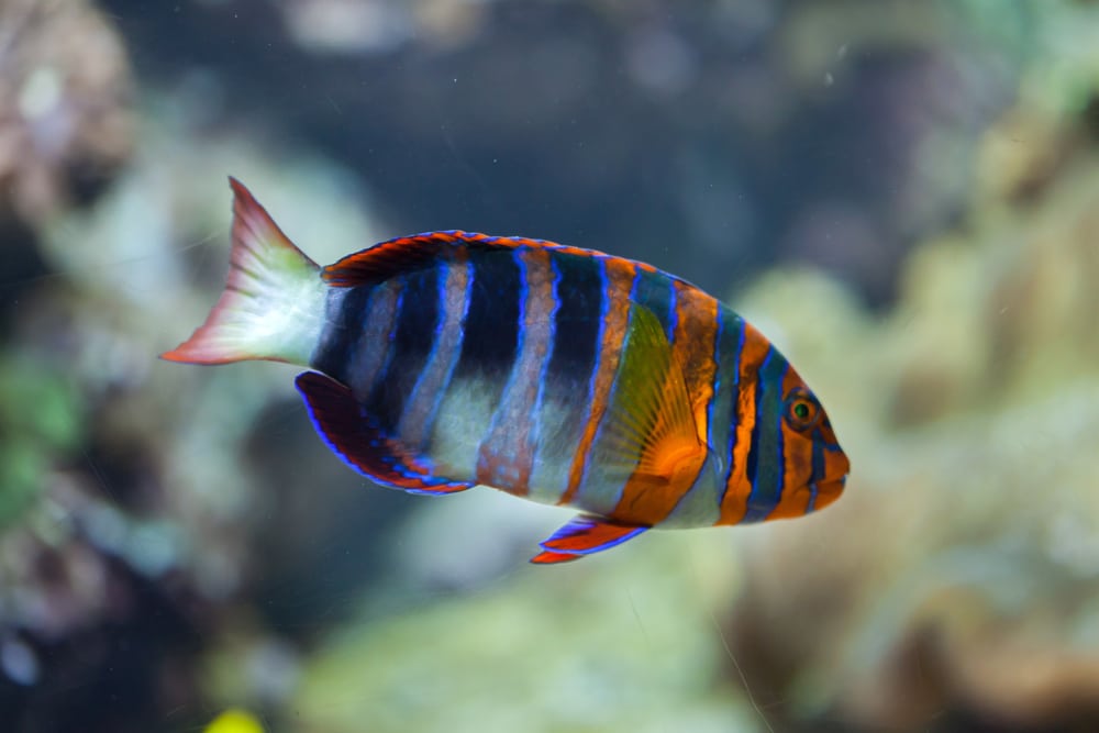 Harlequin tuskfish (Choerodon fasciatus)