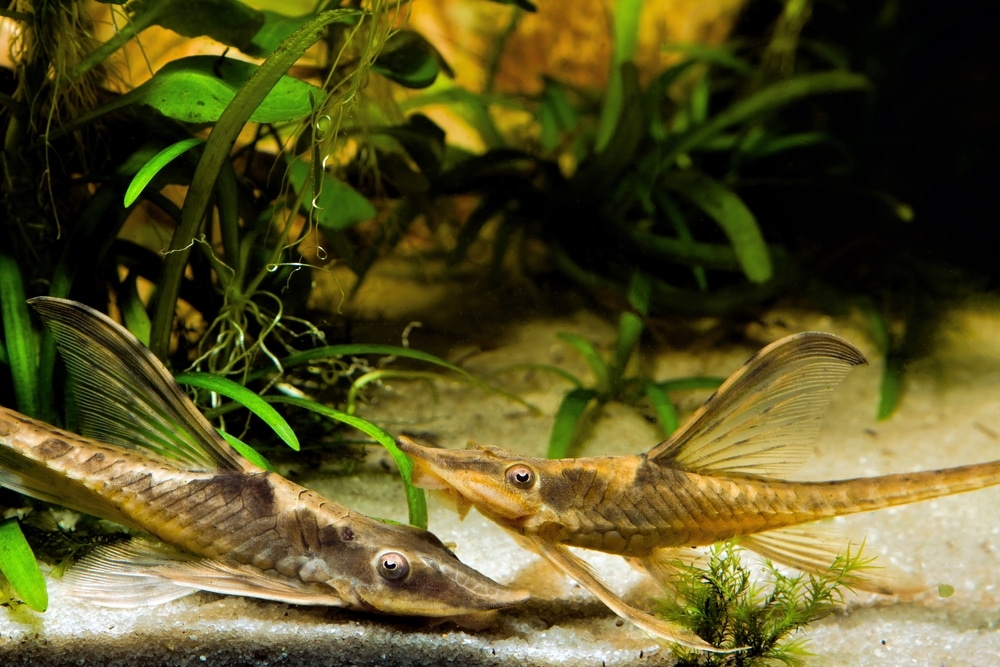 Farlowella acus twig catfish