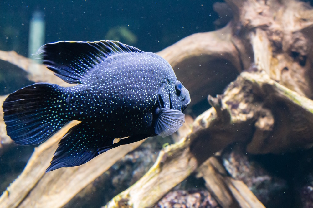 Paratilapia polleni