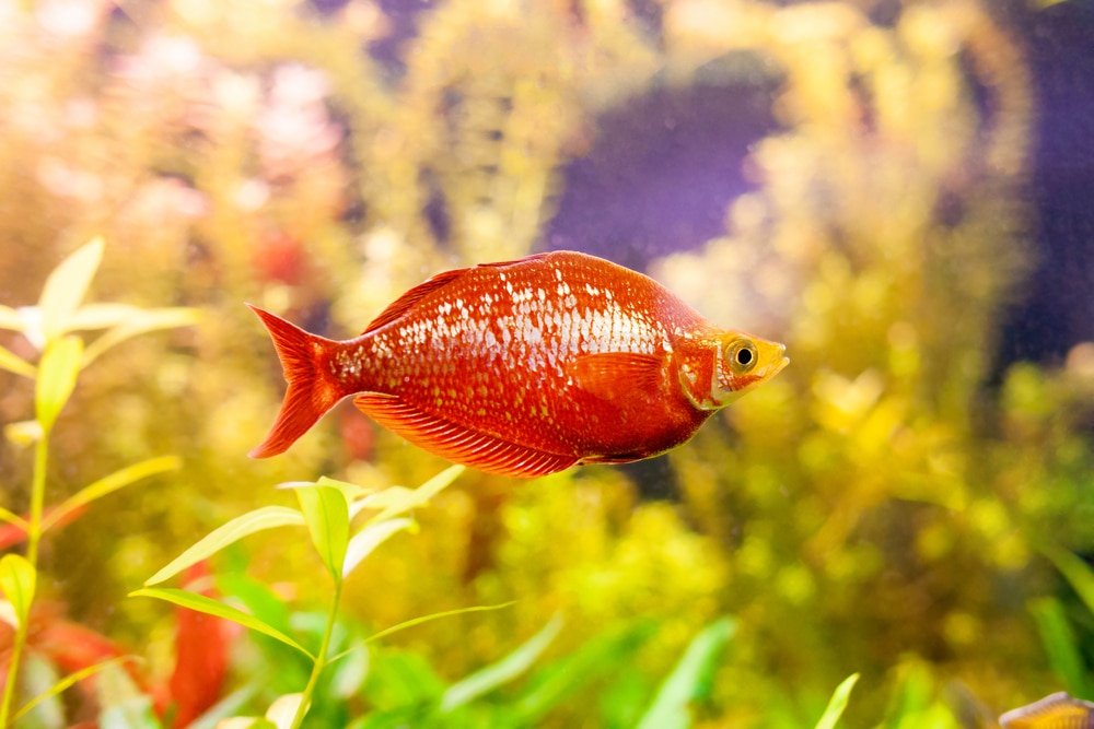 Red Irian Rainbowfish