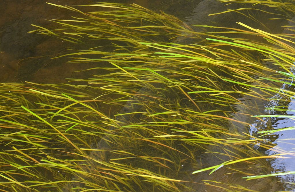 Vallisneria Spiralis