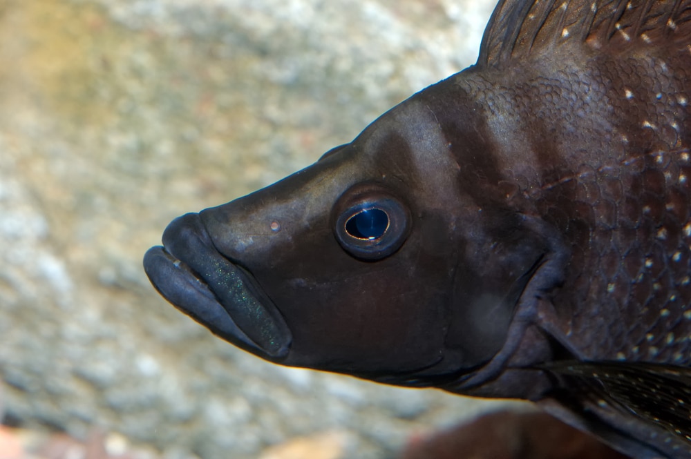 black calvus cichlid