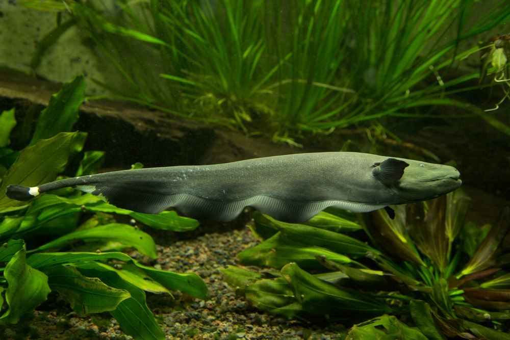 Black ghost knifefish