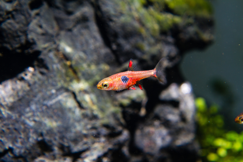 Rasbora truskawkowa (Boraras naevus)