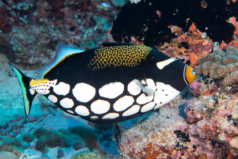 clown trigger fish