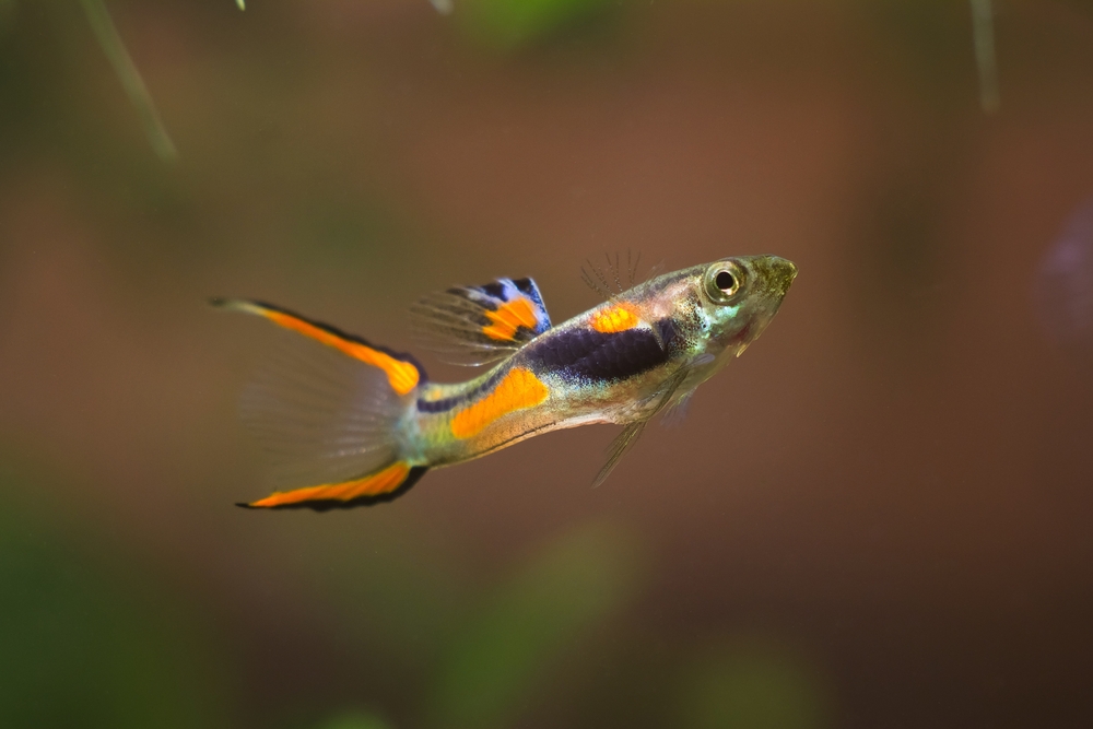 endlers livebearer