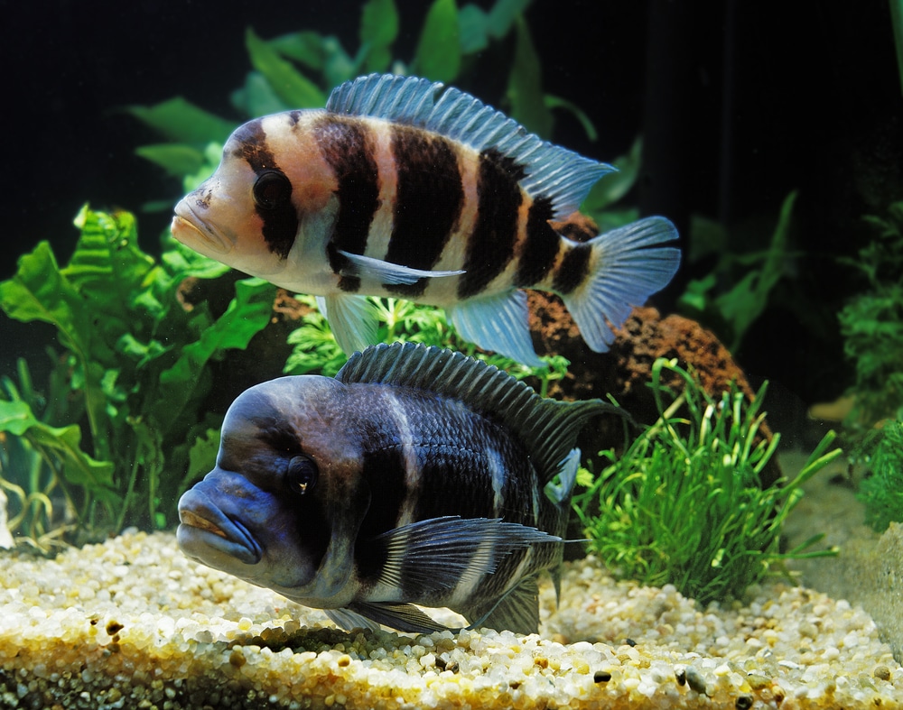 Frontosa Cichlid Care: Everything You 