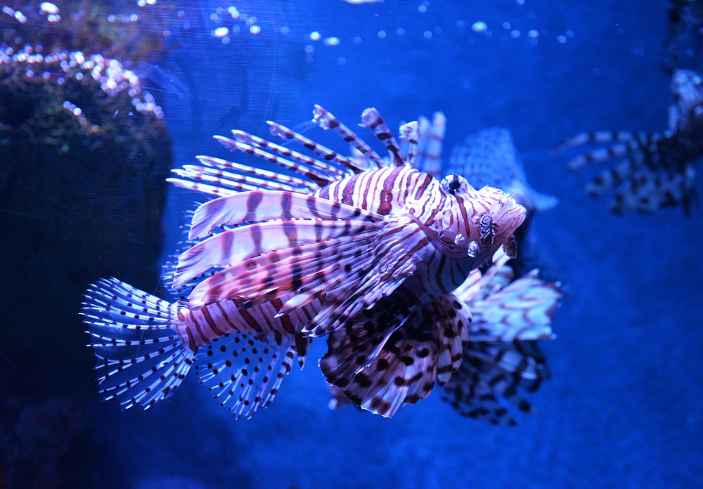 lionfish