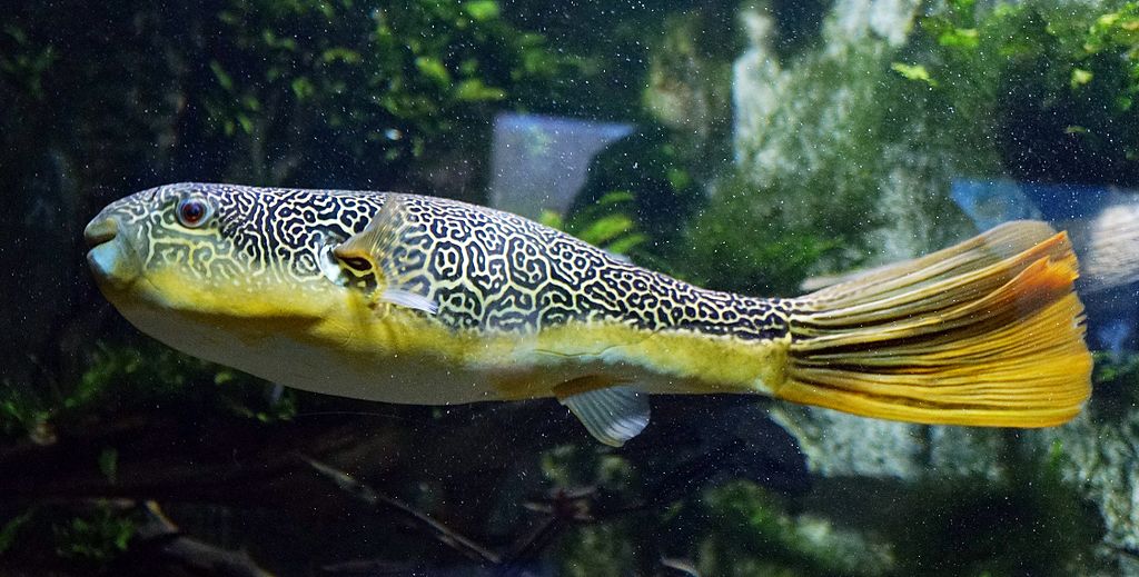 mbu puffer