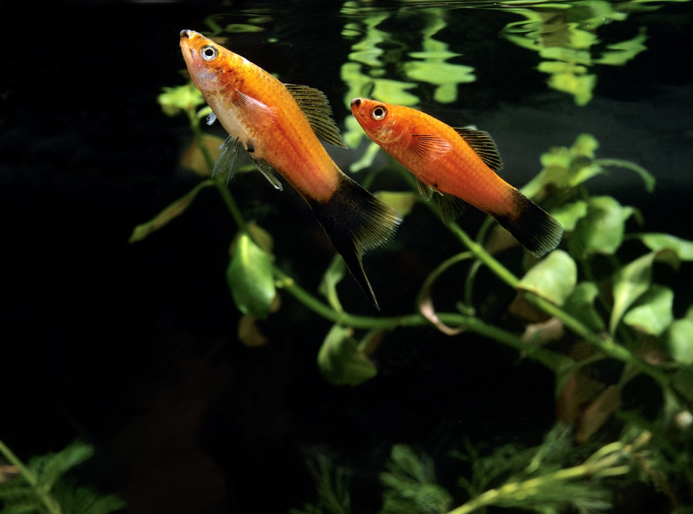 10 Awesome Platy Tank Mates (Species Compatibility Guide)