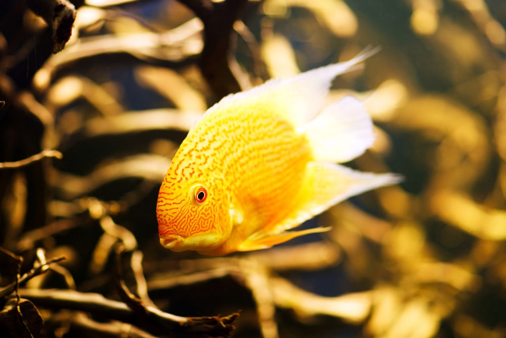 severum fish