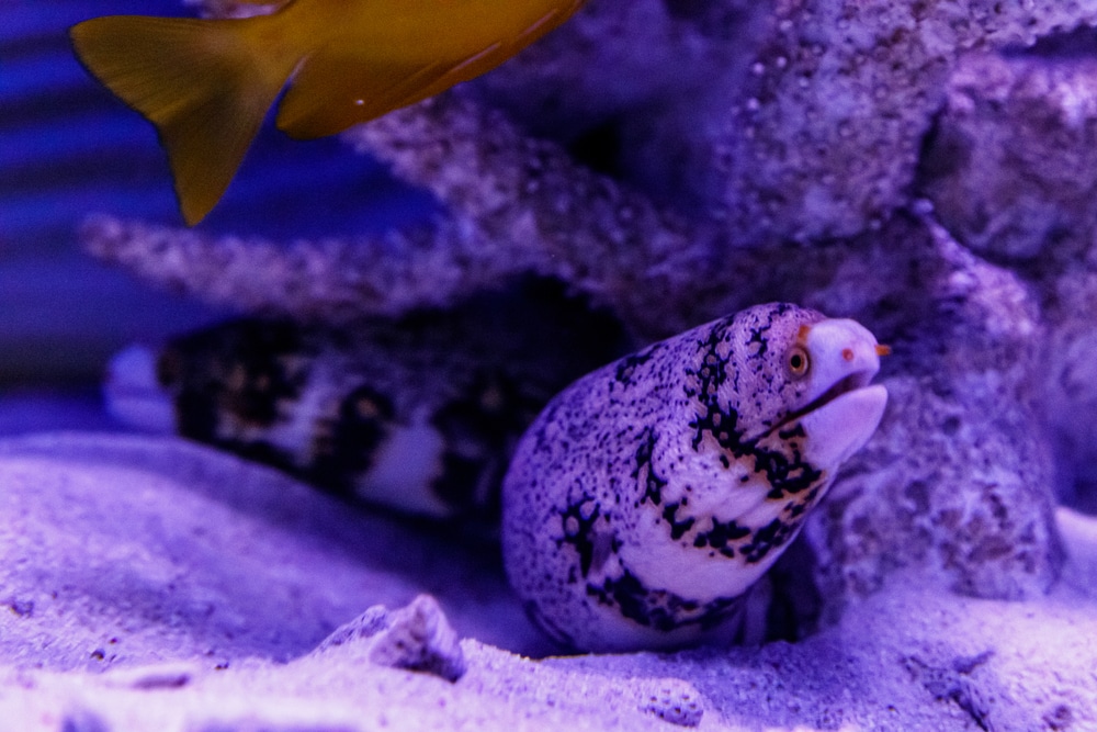 snowflake eel