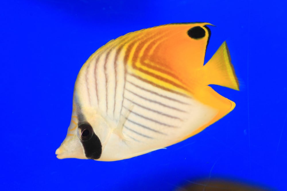 butterflyfish