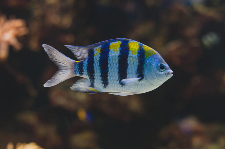 Damselfish 10 Types & How to Keep Them Build Your Aquarium