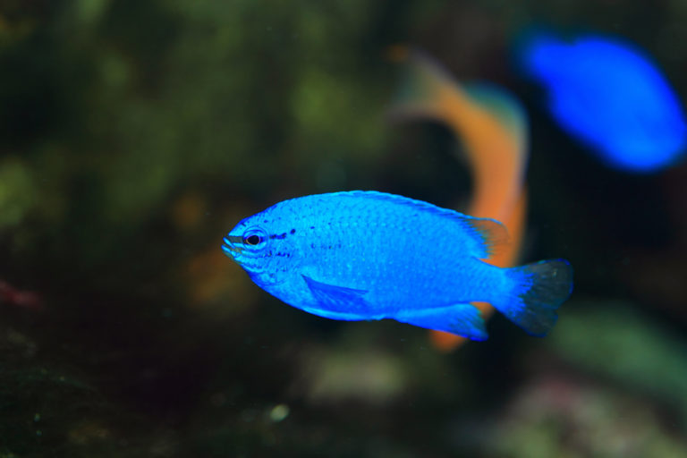 Damselfish 10 Types & How to Keep Them Build Your Aquarium