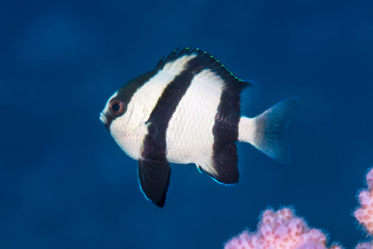 Damselfish 10 Types & How to Keep Them Build Your Aquarium