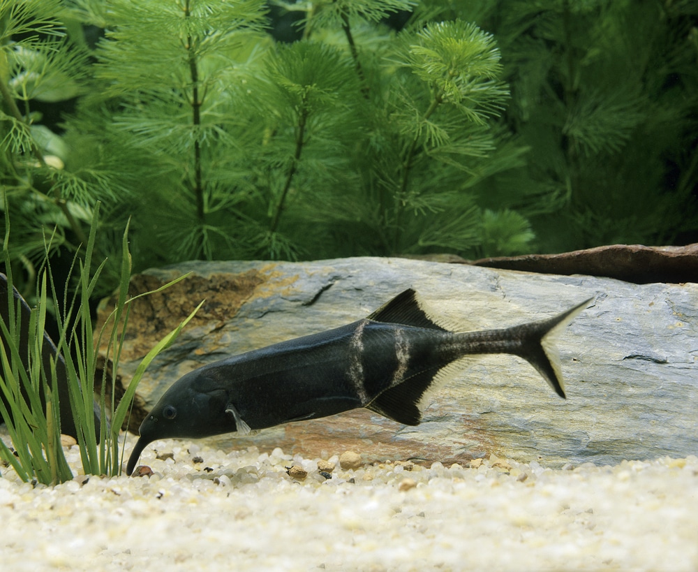 Elephant Nose Fish