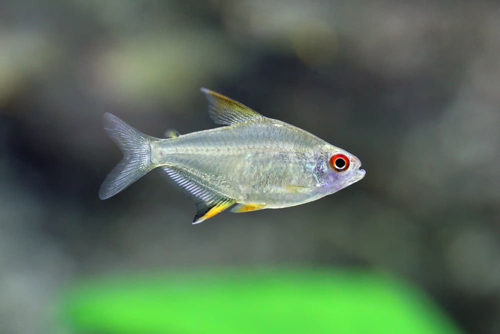 lemon tetra