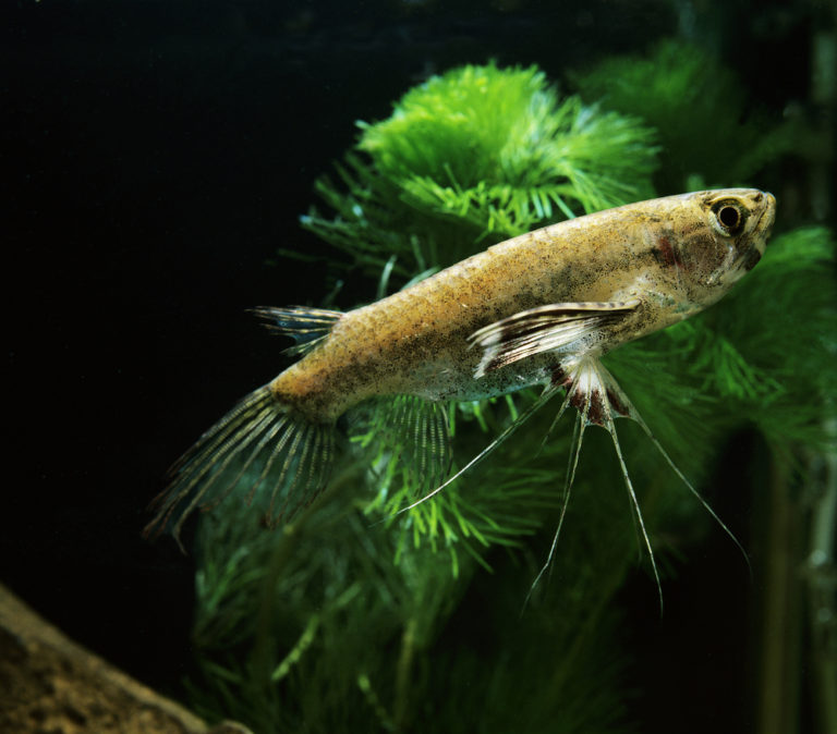 10 Awesome Crayfish Tank Mates Guide) Build Your Aquarium