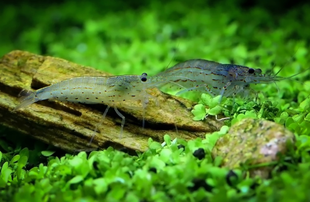 amano shrimp