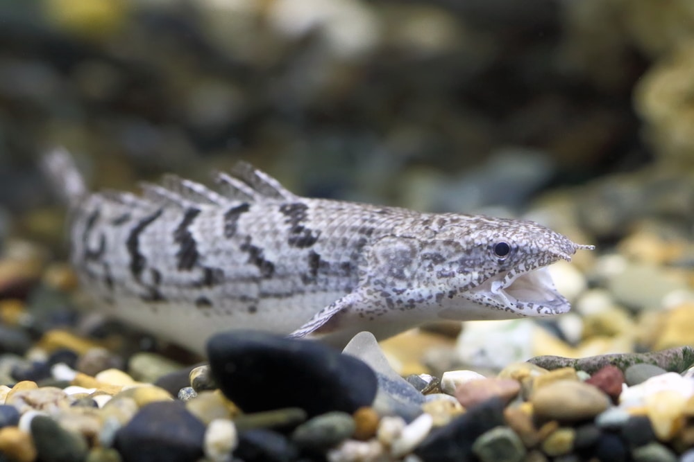 Polypterus delhezi