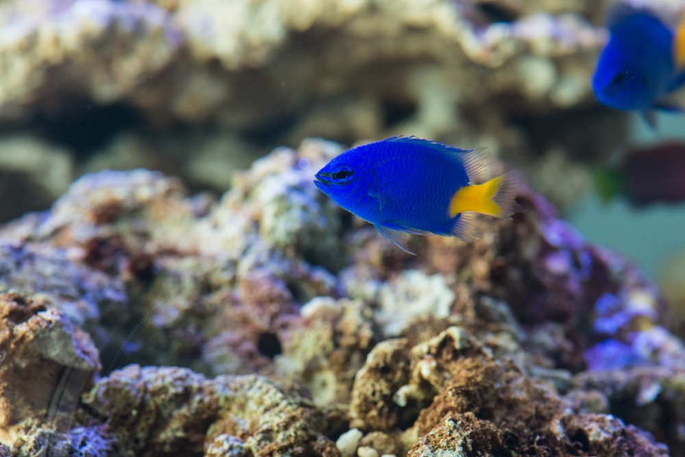 yellow tail damselfish