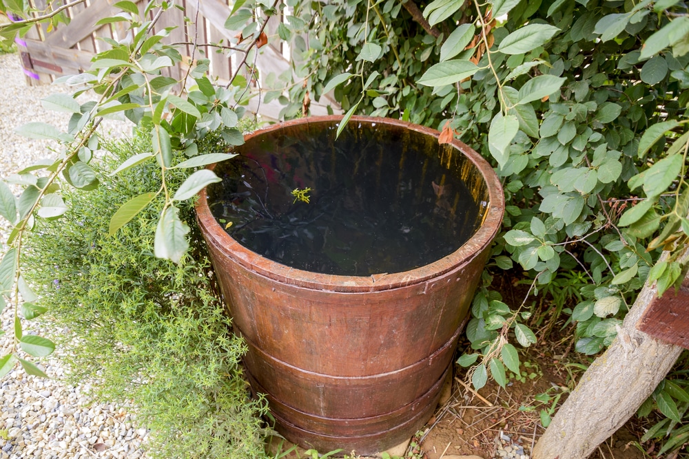 container pond