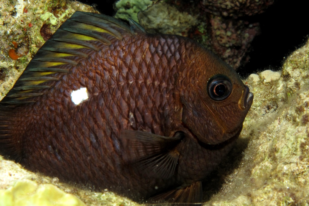 domino damselfish