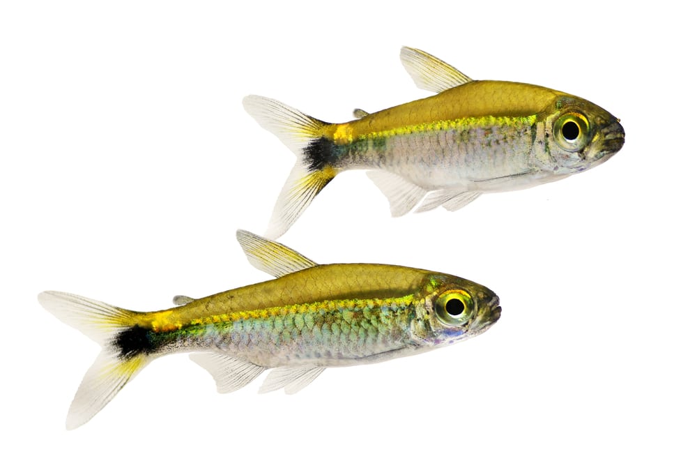 hemigrammus rodwayi gold tetra