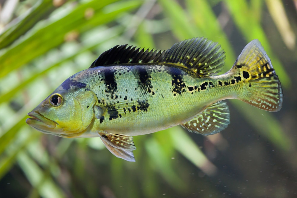 Butterfly peacock bass