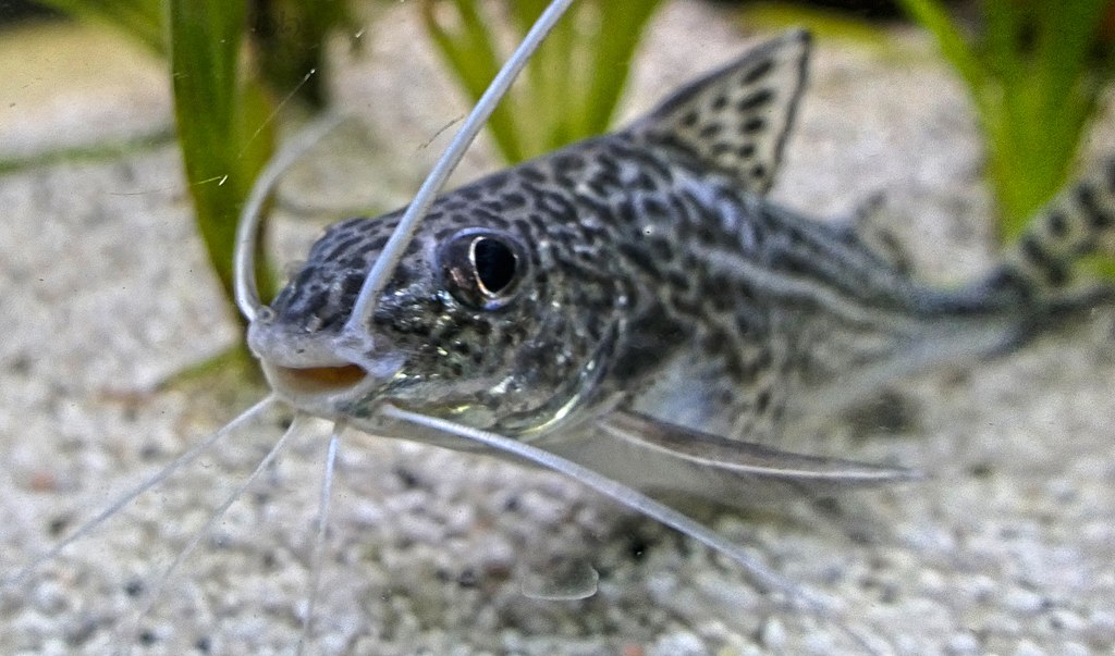 pictus catfish