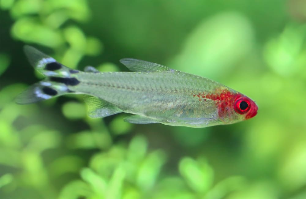 Rummy nose tetra