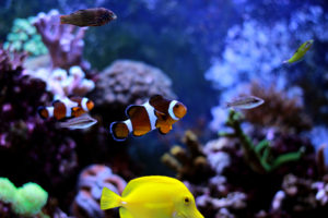 saltwater aquarium