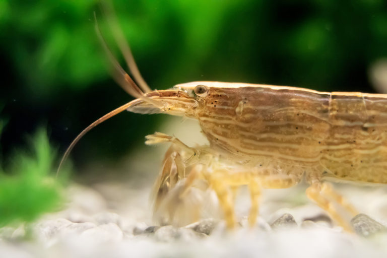 What Do Shrimp Eat? How to Feed Freshwater Shrimp (The Right Way)