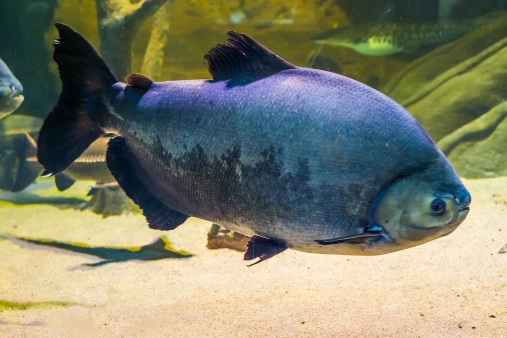 Giant black pacu