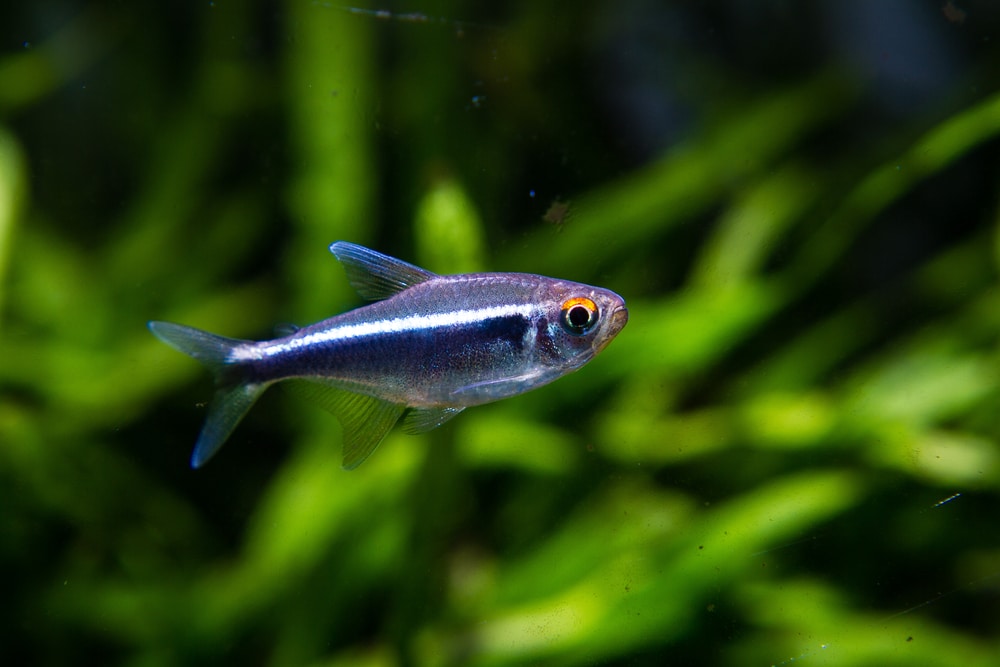 Black Neon Tetra (Hyphessobrycon herbertaxelrodi)