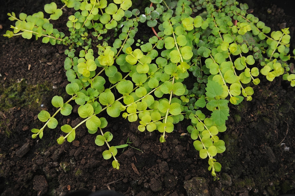 lysimachia nummularia moneywort