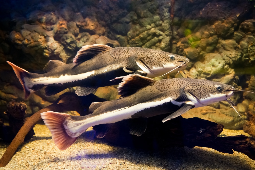 Phractocephalus hemioliopterus red tail catfish