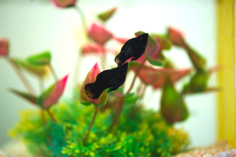 black aquarium fish