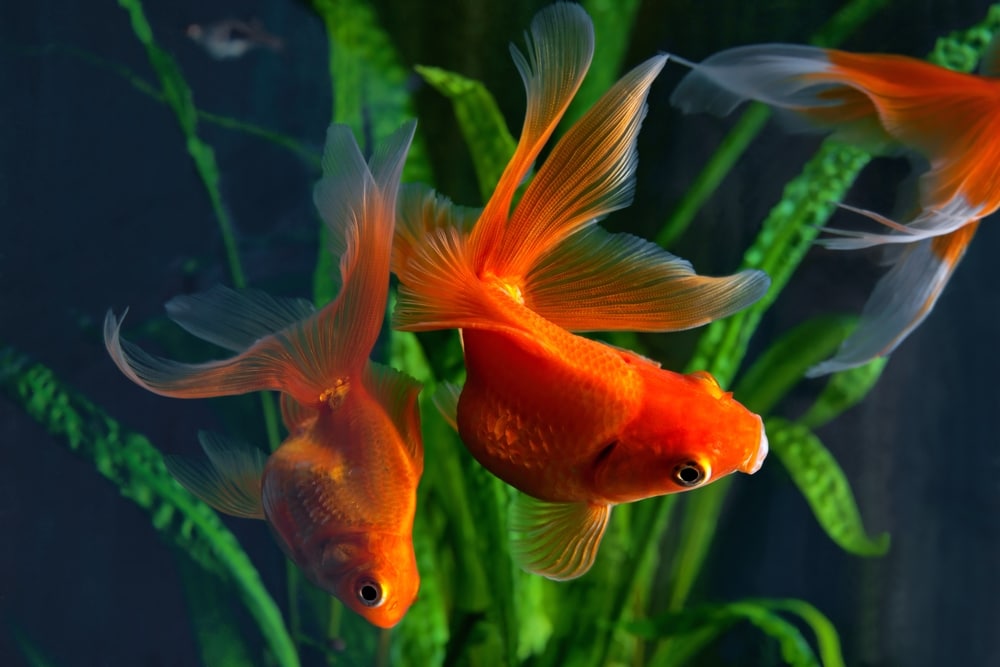 goldfish aquarium