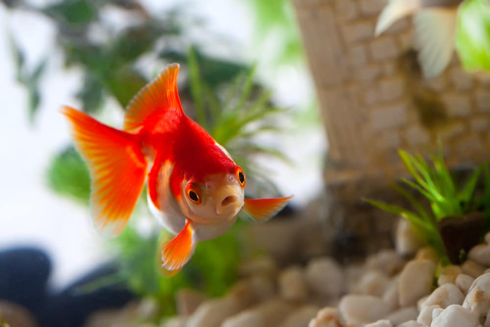 goldfish tank