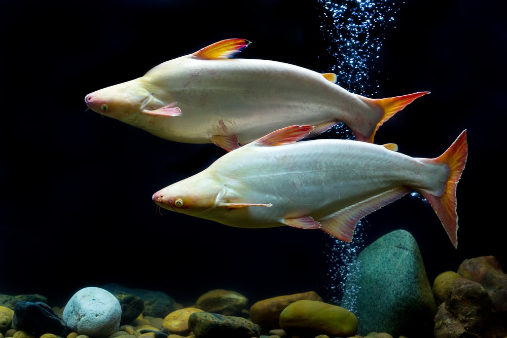 large freshwater aquarium fish