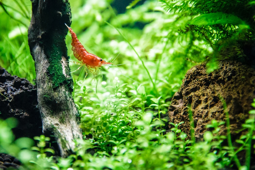 red cherry shrimp